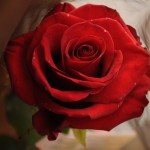 Una rosa rossa,  Emma di Taranto