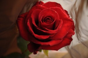 Una rosa rossa, Emma di Taranto